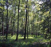 Parc national du Djurdjura : D��normes potentialit�s touristiques