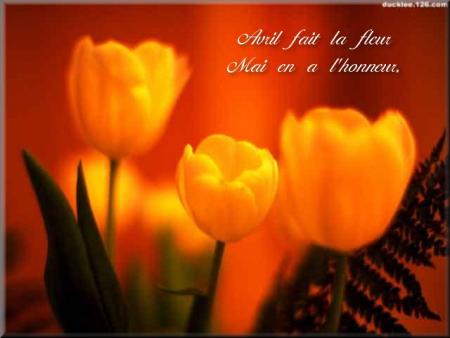 Avril fait la fleur ...Mai en a l'honneur .